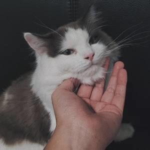 Meet your Posher, Thơ